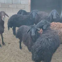میش افشار با بره