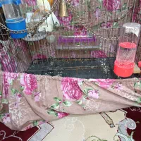 قناری قواره دار آماده جفت زدم رسمی قرص شلاقی