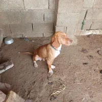 توله شکاری ۸ ماهه