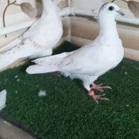 جوجه کاغذی فری