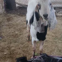 یک بز نر پاکستانی دوساله
