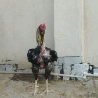 خروس لاری