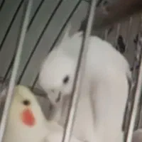 عروس هلندی مولد