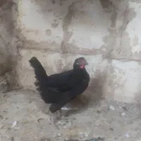 مرغ سیاه