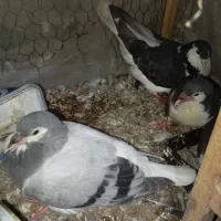 کفتر