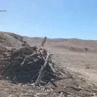 چوب وکنده هرس