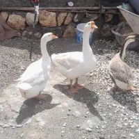 غوغاز