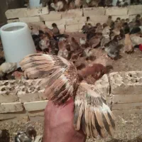 نیمچه مرغ ۲۰ و ۴۰ روزه گلپایگان‌‌تخمگذار فول