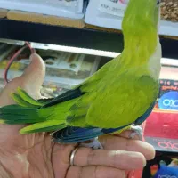 فروش جوجه راهب سرلاکی دونخور با کیفیت عالی
