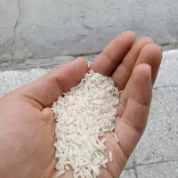 برنج محلی گیلان