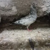 دو کفتر هر دو هوایی ۹ ساعته