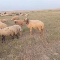 قوچ فحل اگرح انعمی