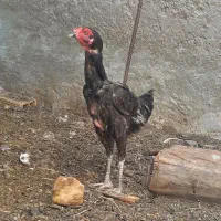 یک عدد مرغ لاری سه عدد کبوتر حراج