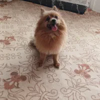 سگ پامر
