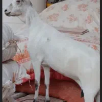 بز سومال دوقلوزا هیکلی