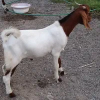 کهره
