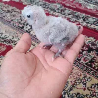 گرینجیک