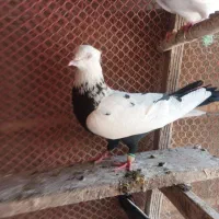 کفتر