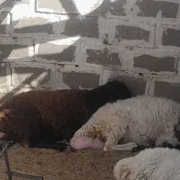 بره و نری چاق چاق