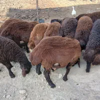 بره جنس