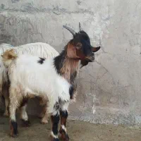 کهره فروشی