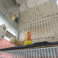 کوتوله نر و ماده باقفس و لوازم