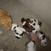 توله سگ پاکوتاه جک راسل