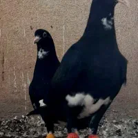 جفت زرد دم سفید