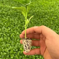 انواع نشاء گوجه و بادمجان و فلفل