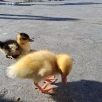 جوجه اردک زشت