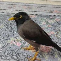 مرغ مینا معاوضه با سهره خاکی