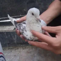 کبوتر نر مست گرفتنی