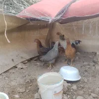 مرغ تخم گذار