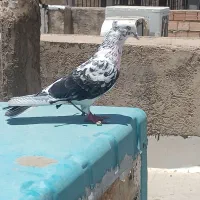کفتر باخت رفته