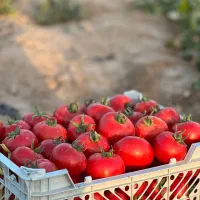 بذر گوجه فرنگی صادراتی رقم ۸۰۲۰،هیبرید  مشابه ۸۳۲۰|خدمات باغبانی و درختکاری|خرمدره, |دیوار