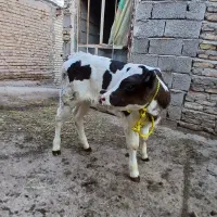 گاو
