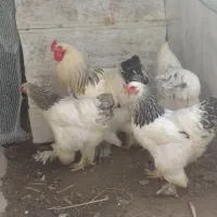 تعدادی تخم برهما و لهستانی نطفه داروباکیفت