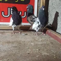 کبوترطوقی خوشرنگ دورگ دمبی سرور چاشنی سینه کرمونی