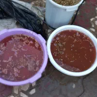 چه ل توک|گل و گیاه طبیعی|مریوان, |دیوار