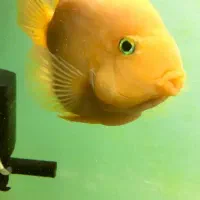 ماهی پرت کینگ