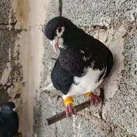 فروش کفتر شهری سیاه و یال سرکه ایی