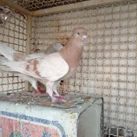 کبوتر دم گیر کله برو