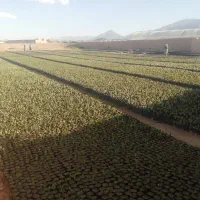 نهال پسته طبیعی