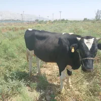 جلب نر فروشی کهنوج پشته دول آباد