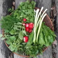 سبزی خوردن پاک شده با بهترین قیمت