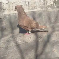 زرد دمسفید نر