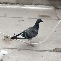 جوجه آلمان نر. کله سبز نر