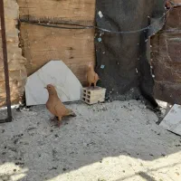 کفتر