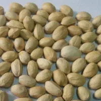 خریدار پسته روابی فوری