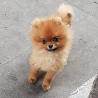 پامرانین خرسی.پامر.سگ پاکوتاه.فانتزی آپارتمانی